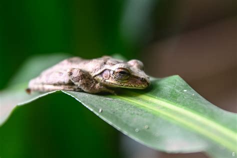 Grenouille de Mayotte