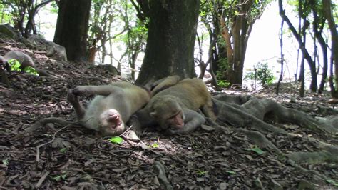 Same Sex Sexual Behaviour Is Widespread In Macaque Monkeys Study Suggests