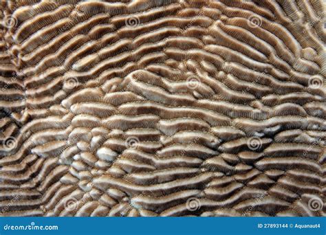Stony coral stock photo. Image of color, close, macro - 27893144