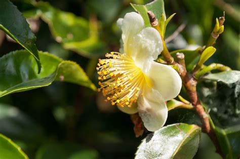 Camellia Sinensis