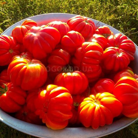 Томат Лотарингская красавица: характеристика и описание сорта с фото