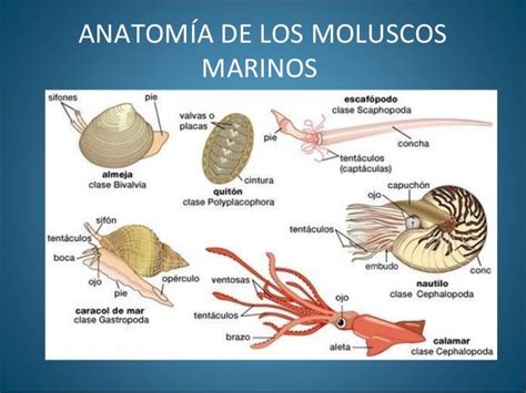 Moluscos InformaciÓn Fauna Y Ecosistema