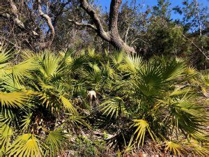 Saw palmetto | Gardening in the Panhandle