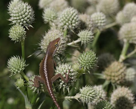 Benefits Of Using Native Plants Nc State Extension