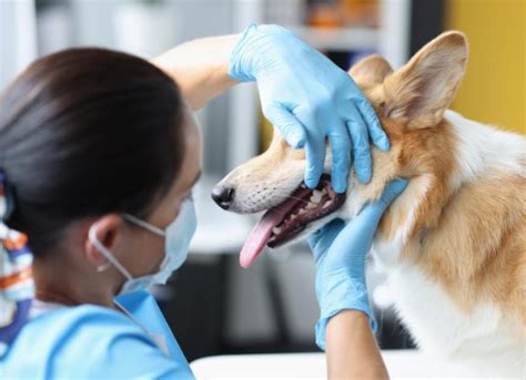 4 Signs Your Dog's Red Gums Need Immediate Attention