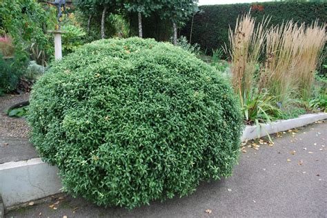 Питтоспорум растение - 73 фото