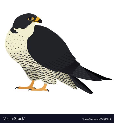 A peregrine falcon isolated Royalty Free Vector Image