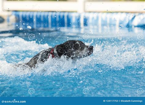 dog retrieving  toy  playing  pool stock image image  puppy