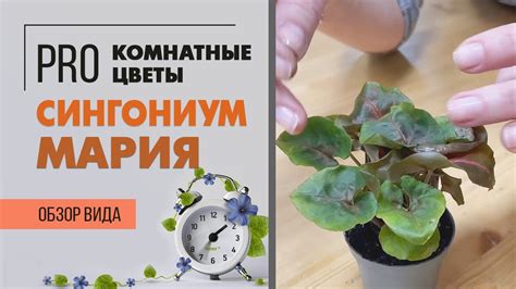 Сингониум Мария - шоколадная малышка | Сравниваем два сорта сингониума ...