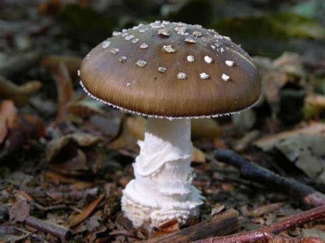 Amanita Pantherina Psychonautwiki