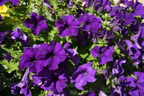 Popular Purple Petunia Cultivars – Growing Petunias That Are Purple