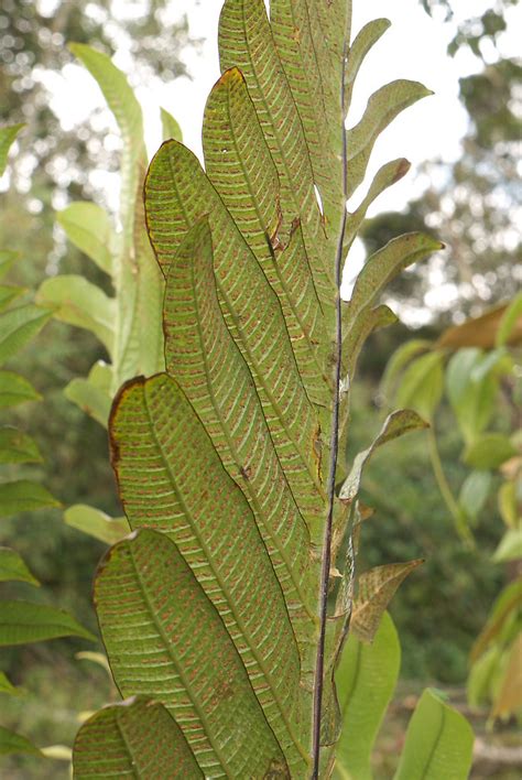 Aglaomorpha coronans 091110-0244 | Thailand: Khao Yai Nation… | Flickr