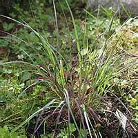 Схизахириум