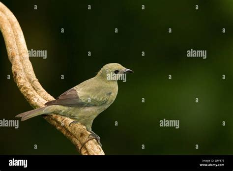 Palm Tanager Thraupis Palmarum Stock Photo Alamy