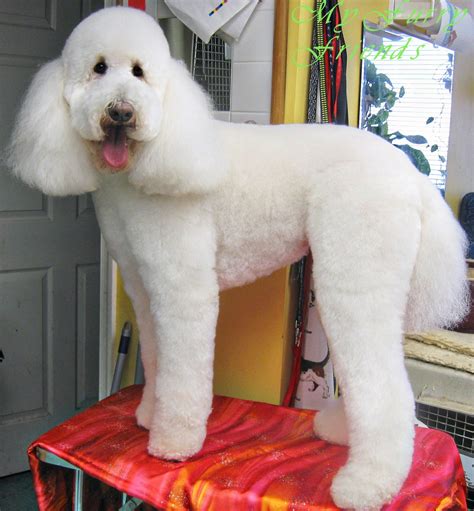 Pet Grooming: The Good, The Bad, & The Furry: Grooming Labradoodles