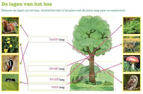 Bos 1 Verbetersleutel 1
