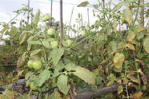 Tomato And The Plant Grow Well Stock Image Image Of Vegetable