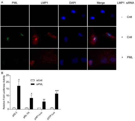 Sirna Targeted Disruption Of Pml Nbs Restores Mmp Reporter Activity