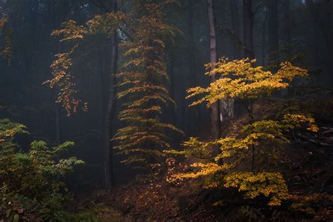 Secret Woods #3 :: Behance