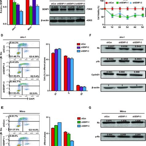 SENP1 Knockdown Inhibits Proliferation Of MCL Cells SENP1 MRNA Level