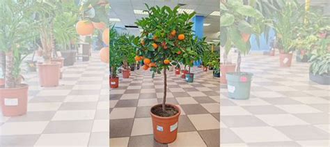 Цитрус Каламондин 25/100см купить в Москве | Товары для дома и дачи | Авито