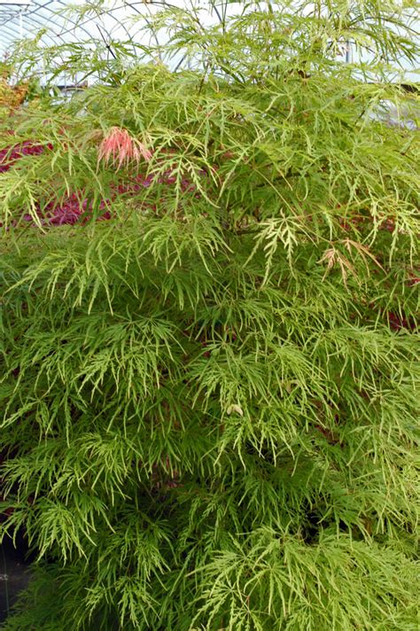 Acer palmatum 'Dissectum' Green Laceleaf Japanese Maple for sale