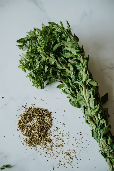 What Is Mexican Oregano All About This Delicious Mexican Herb Muy Bueno