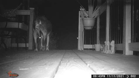 Sneaker stealing pup wanted by Beaufort Co. Animal Services | WSAV-TV
