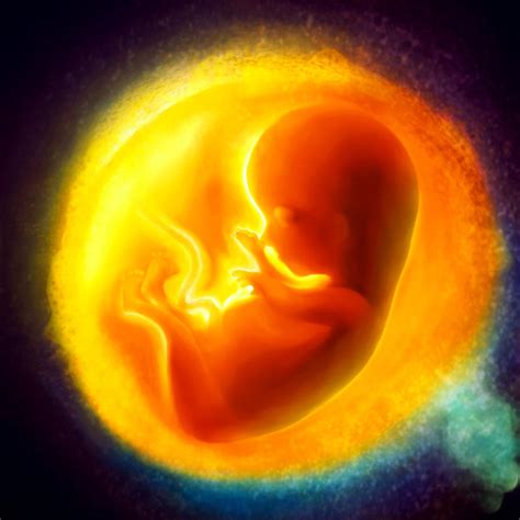 Real Human Fetus