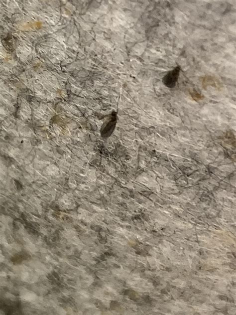 Fungus gnats or root aphids? : r/microgrowery