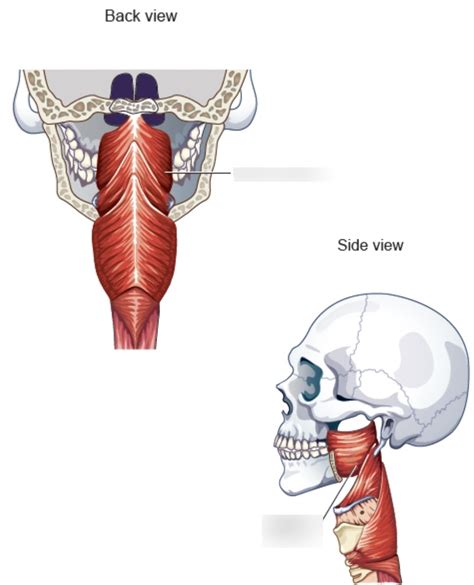 Superior Constrictor Diagram Quizlet