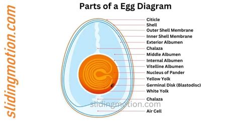 Complete Guide On 15 Parts Of A Egg Names Functions And Diagram