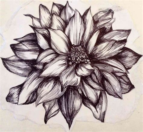 Lily Pad Drawing at GetDrawings | Free download