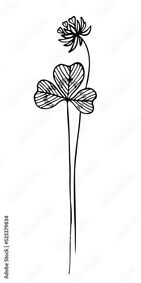 Clover flowers with leaves, healing herbs, drawing. Wild healing plants ...