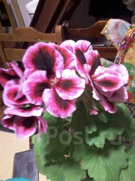 Продам пеларгонию царскую, в наличии. Цена: 150₽ в Артеме