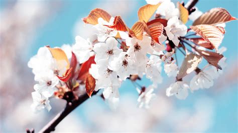 Aprender Sobre Imagem Papel De Parede Cerejeira Em Flor Br