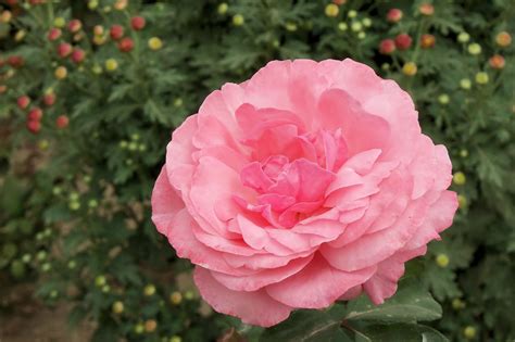 розочка :: Юрий Владимирович – Социальная сеть ФотоКто