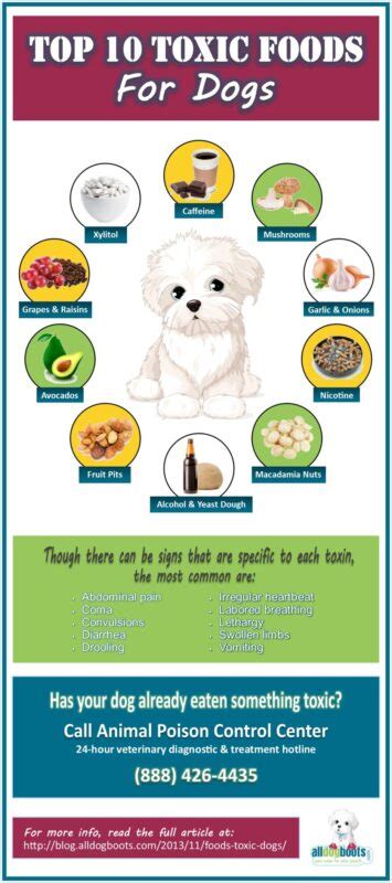 Foods that are Toxic to Dogs - 10 Foods to Avoid