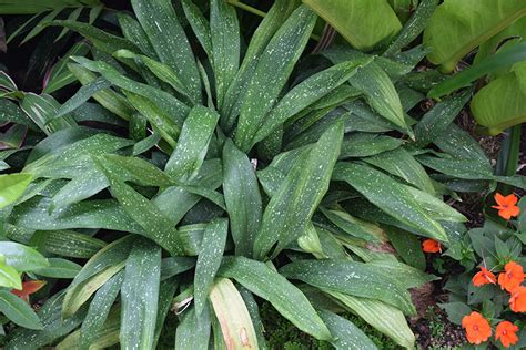 Milky Way Speckled Cast Iron Plant Aspidistra Elatior Milky Way In