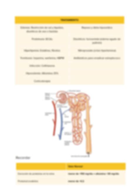 SOLUTION Sindrome Nefritico Vs Nefrotico Medicina Internado Studypool