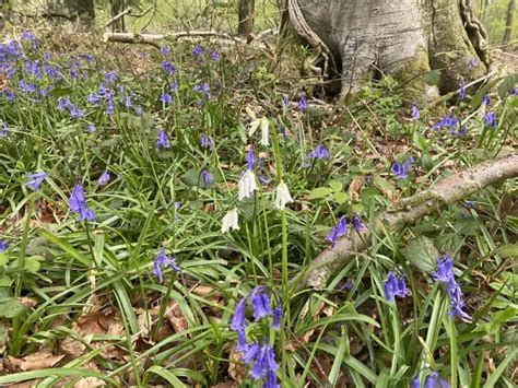 The Meaning Of Bluebells The Natural Navigator