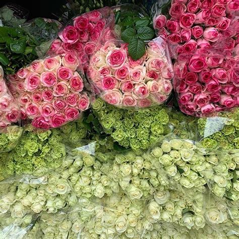 Pink And Green Roses Available From Florabundance Wholesale