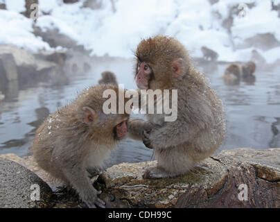 Jan Nagano Japan Monkeys Take A Bath In A Hot Spring In Snow At Jigokudani Yaen