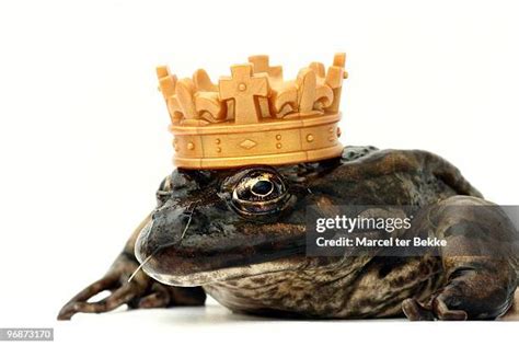 king frog stock  high res pictures  images getty images