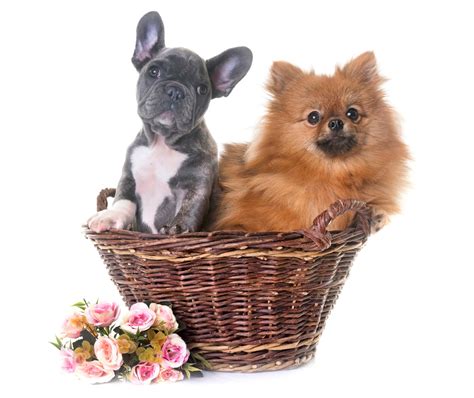Premium Photo | Puppy french bulldog and pomeranian