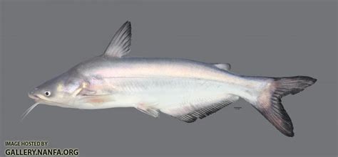 Ictalurus Furcatus Blue Catfish Ws