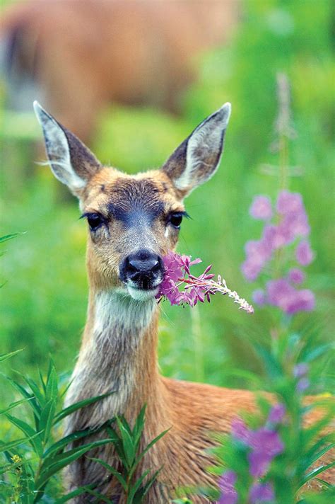 What Can I Do About Deer Eating My Garden The Brandon Reporter