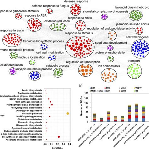 Annotation And Pathway Analysis Of Identified Differentially Expressed Download Scientific