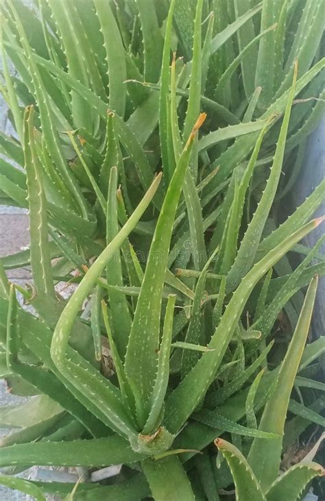how to use aloe vera plant for hair growth