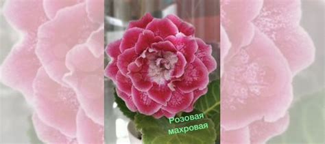 Глоксиния купить в Новосибирске | Товары для дома и дачи | Авито